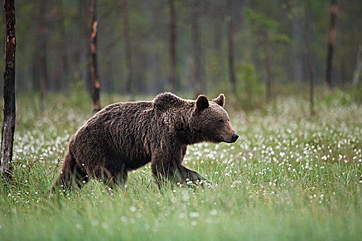 棕熊,羊胡子草,芬兰,针叶林带,北方,卡瑞里亚,欧洲