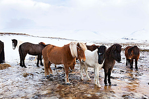 冰岛马,冬天,冰岛,特色,冬季外套,传统,痕迹,起点,背影,马,维京,中世纪,欧洲,北欧