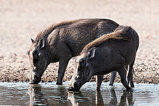 两个,疣猪,水坑,卡拉哈里沙漠,博茨瓦纳,非洲
