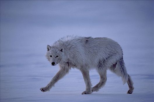 北极狼,狼,走,雪,地面,艾利斯摩尔岛,加拿大