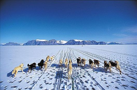 哈士奇犬,雪,哺乳动物,跋涉,格陵兰,北极,狗,探险,假日,宠物,动物