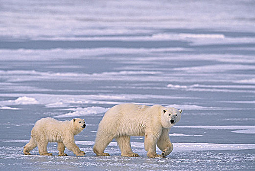 北极熊,幼兽,曼尼托巴,加拿大