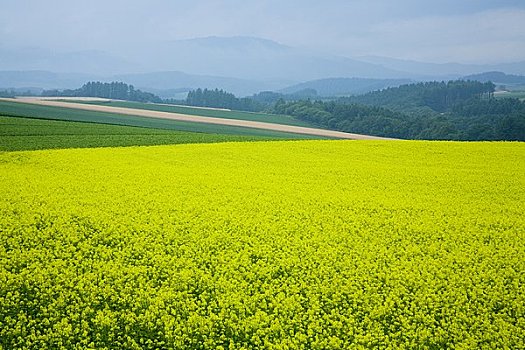 地点,芥末,叶子