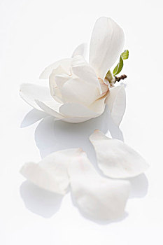木兰,花,白色,表面
