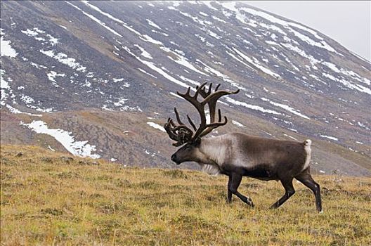 北美驯鹿,驯鹿属,堪察加半岛,俄罗斯