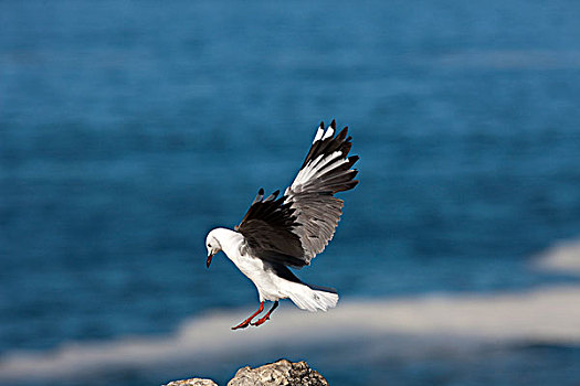 海鸥,国王,降落,岩石上,南非