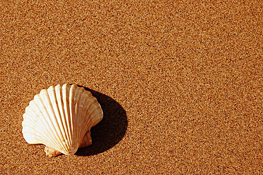 扇贝壳,沙子