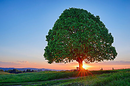 酸橙树,椴树属,公园长椅,草地,日落,春天,伊尔申伯格,巴伐利亚,德国