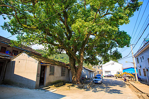 鄞州,东吴镇,东吴,乡村,村庄,老房子,古树,小河,天空