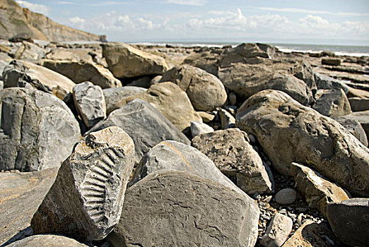 菊石,化石,海滩,海岸,纳什,格拉摩根,文化遗产,南威尔士,威尔士,英国,欧洲