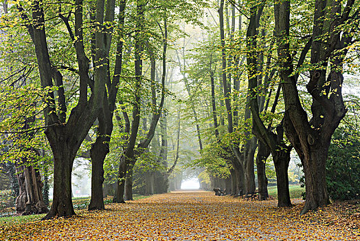 秋天,早晨,雾气,多特蒙德,鲁尔区,北莱茵威斯特伐利亚,德国,欧洲