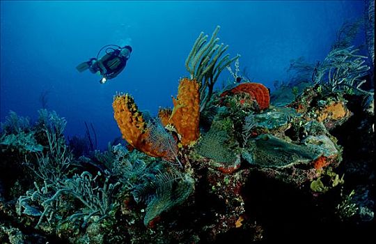 珊瑚礁,潜水者