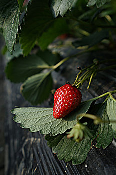 青浦采草莓