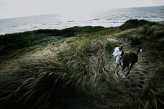 狗,跑,沙丘