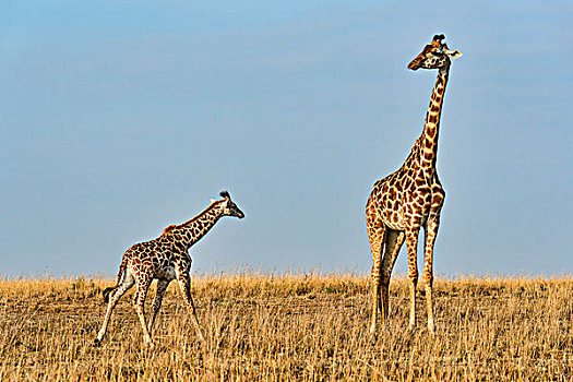 长颈鹿,成年,女性,幼兽,马赛马拉国家保护区,肯尼亚,非洲