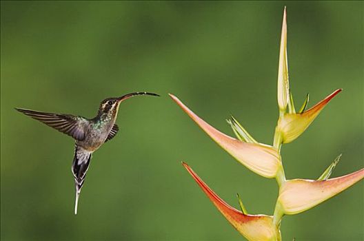 雌性,飞行,海里康属植物,花,中心,山谷,哥斯达黎加,中美洲