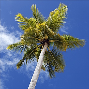 棕榈树,空中