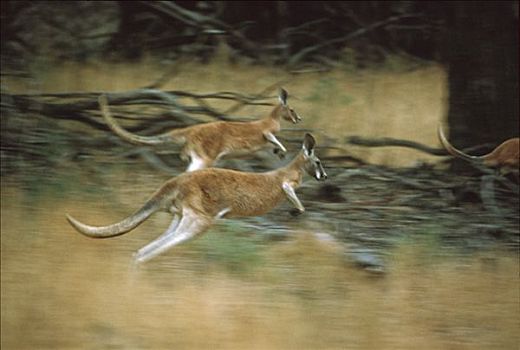 红袋鼠,蹦跳,国家公园,澳大利亚