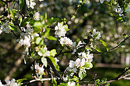 花,苹果树