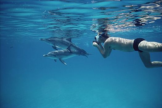 大西洋点斑原海豚,花斑原海豚,潜水,巴哈马