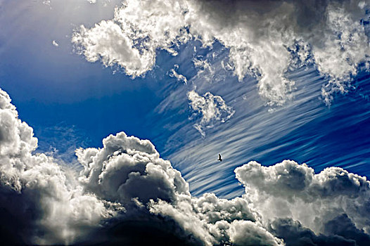 一个,海鸥,飞,间隙,云