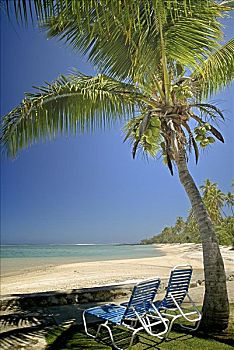 斐济,维提岛,珊瑚海岸,海滩,两个,棕榈树,面对,室外,沙滩,海洋