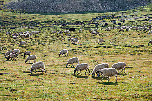 青海海南共和县鄂拉山区草原牛羊群