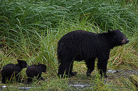 黑熊,美洲黑熊,雌性,阿拉斯加