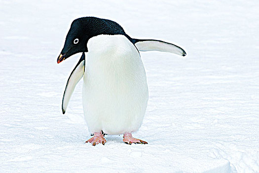 阿德利企鹅,南极半岛,南极