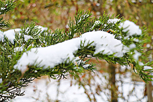 雪中的树枝,创意,植物,艺术,风光,自然,绿色,特写,枝叶,素材,雪松,侧柏,棕,雪