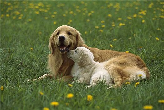 金毛猎犬,狗,肖像,母亲,小狗,休息,绿色,草,草地