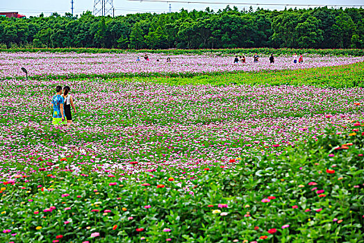 格桑花,波斯菊