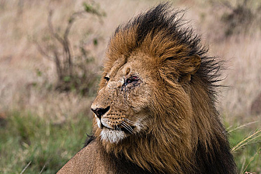 狮子,马赛马拉,肯尼亚,非洲