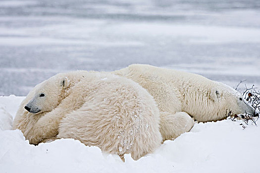 北极熊,幼兽,丘吉尔市,曼尼托巴,加拿大