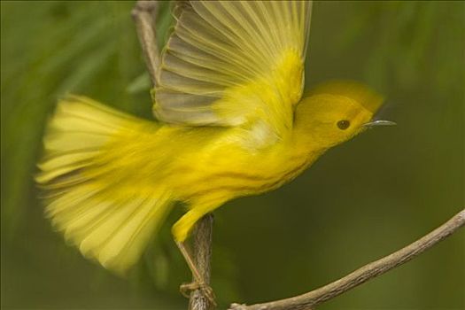 黄色,鸣禽,飞起,瑞欧格兰山谷,德克萨斯