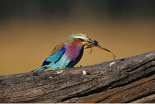 紫胸佛法僧鸟