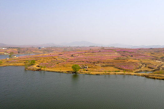 山东蒙阴乡村桃花