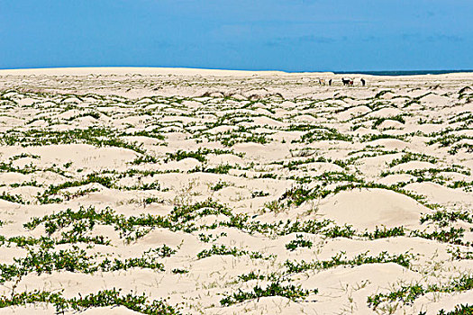 山羊,沙滩,沙丘,国家公园,巴西,大幅,尺寸