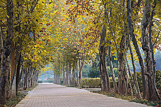 秋天树林道路