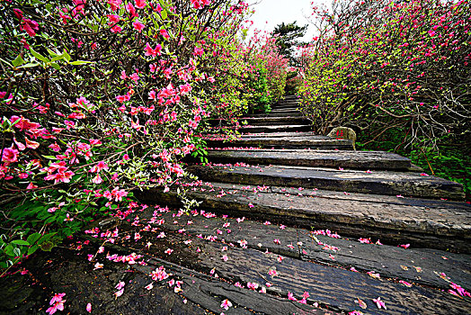 杜鹃花,大别山