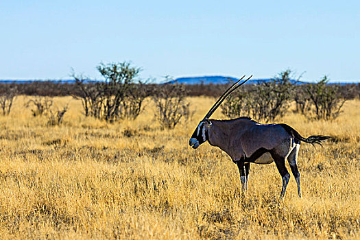 南非大羚羊,爱托斯公园,纳米比亚,非洲