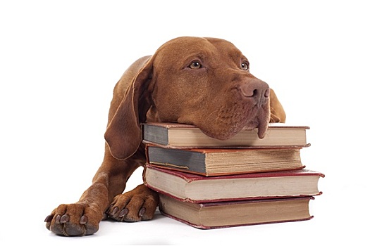 狗,一堆,书本