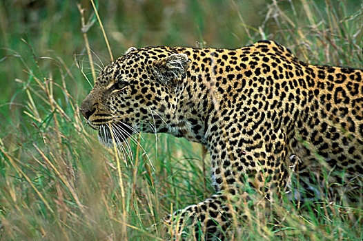 非洲,肯尼亚,马塞马拉野生动物保护区,豹,尾随,高草,堤岸,河