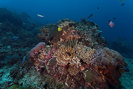 热带,珊瑚礁,巴厘岛,印度尼西亚,亚洲
