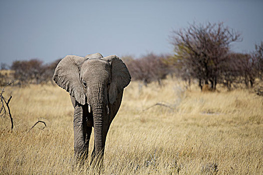 非洲象,走,干草,风景,埃托沙国家公园,纳米比亚,非洲