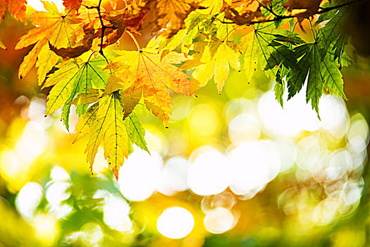漂亮,金色,叶子,公园