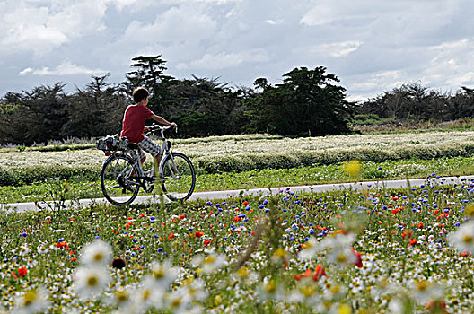 男孩,骑自行车,雷岛,法国