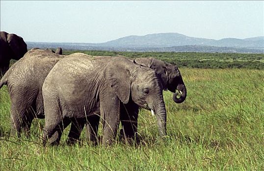 大象,非洲象