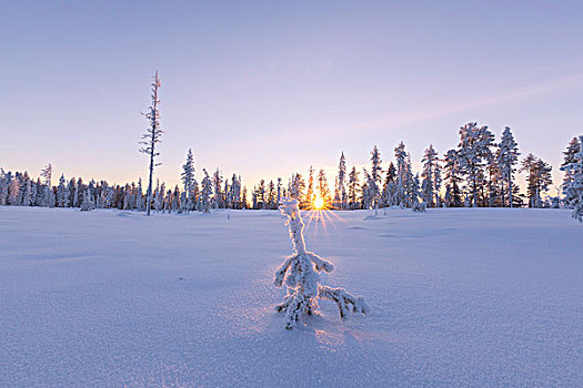 孤木,遮盖,冰,北方针叶林,针叶林带,日落,诺尔博滕县,拉普兰,瑞典