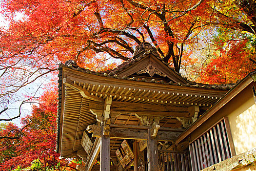 庙宇,大分,日本
